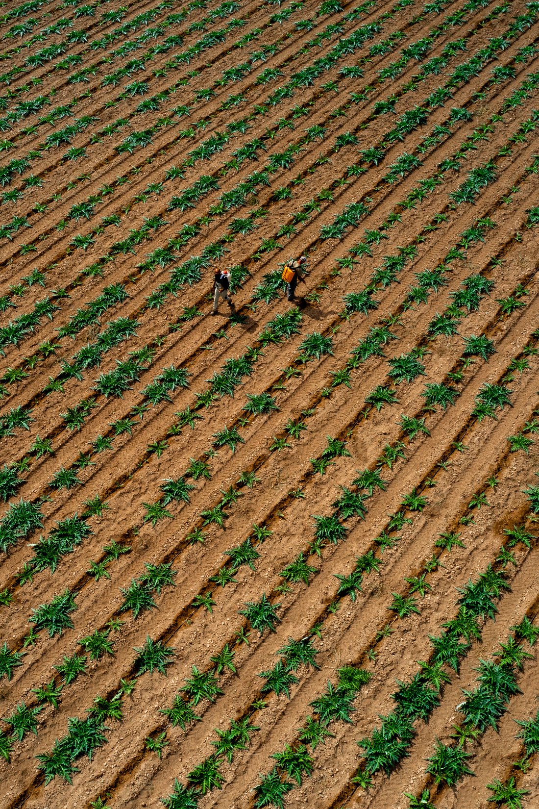 Regenerative Farming Aerial View of a Farm